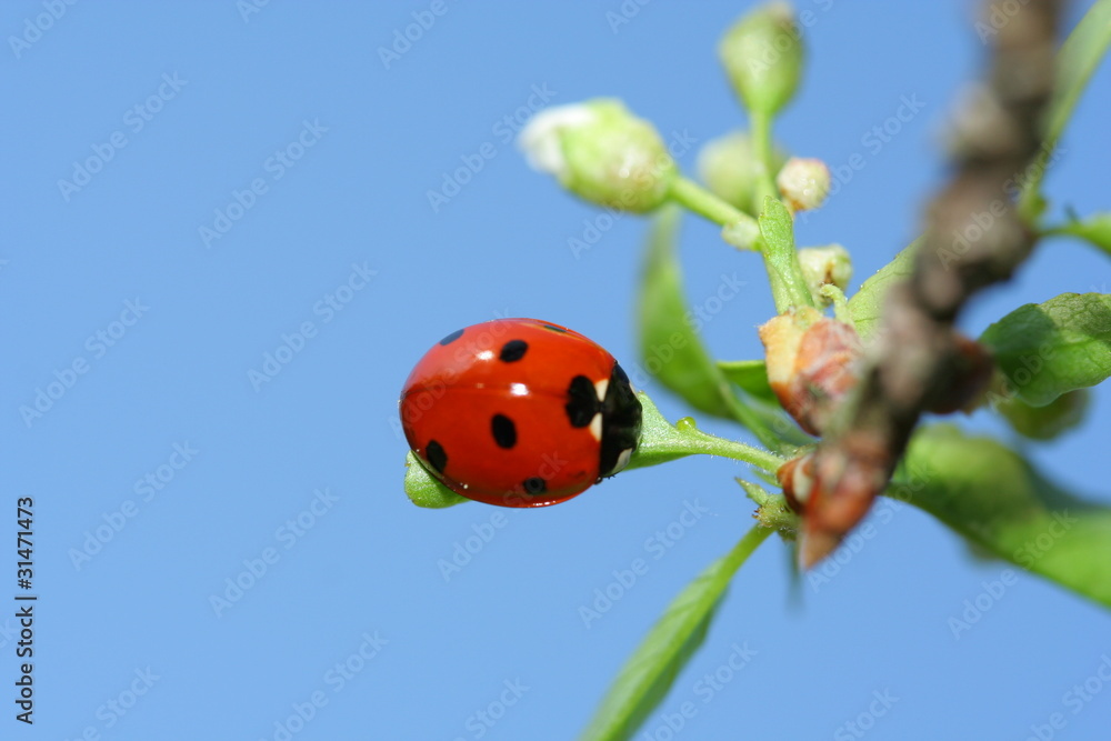 coccinelle, Chevillon coccinelle, Chevillon