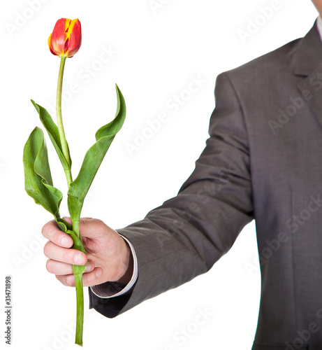 Man in suit and tie holding tulip flower isolated on white