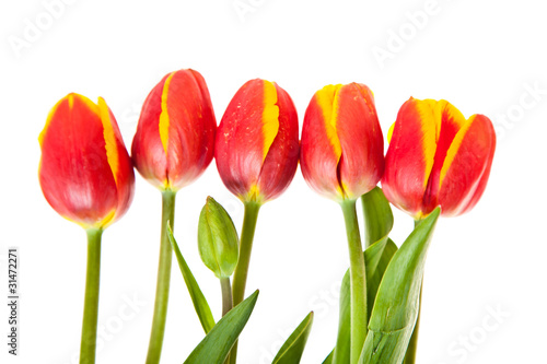 Tulip flowers isolated on white
