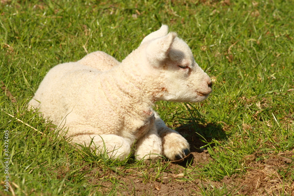 Obraz premium tired lamb