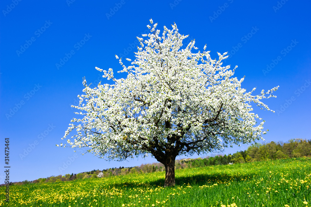 Fototapeta premium Single blossoming tree in spring on rural meadow