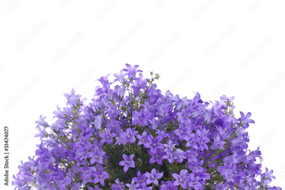 Obraz premium Purple bouquet