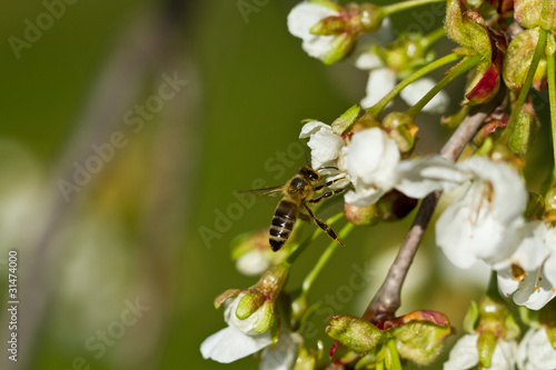 Flying bee © hitman1234