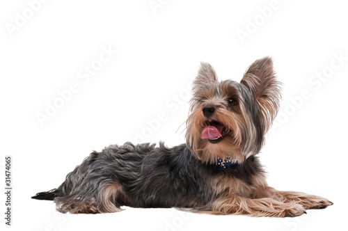 Bild auf Leinwand yorkshire terrier