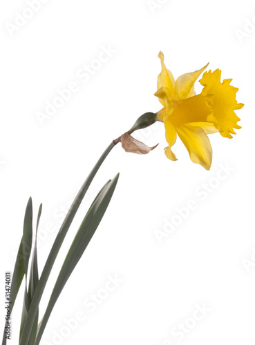 Isolated narcissus