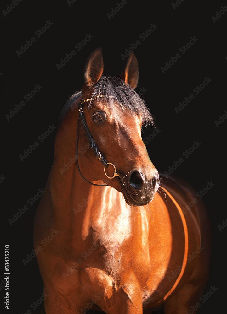 Fototapeta premium portrait beatiful horse isolated on black