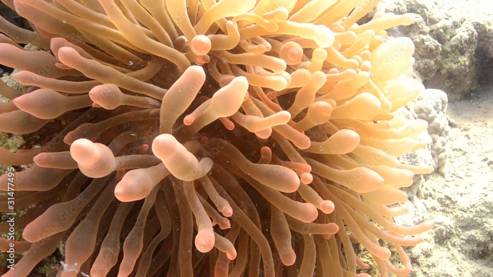 Red Anemone on a hard croal reef. Red Anemone on a hard croal reef.