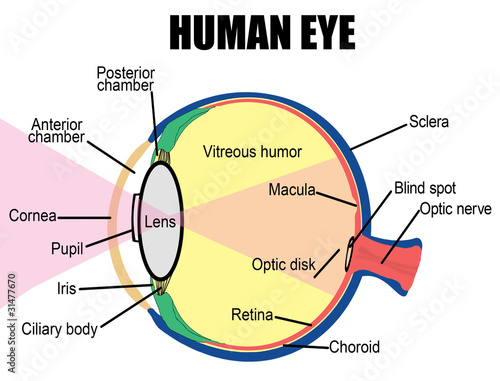 Human eye