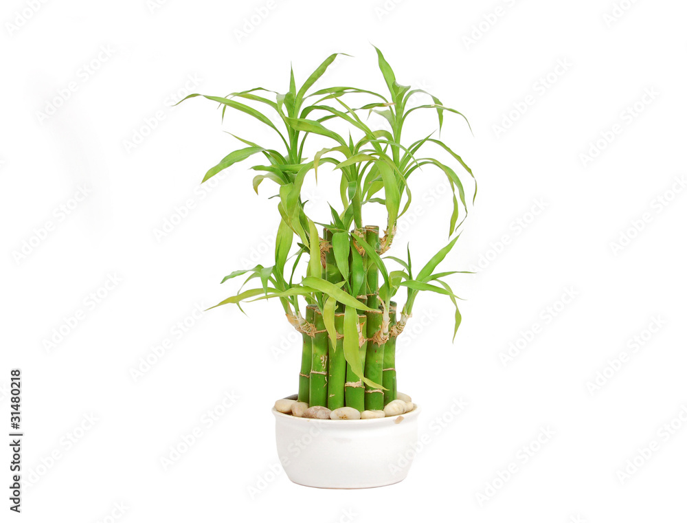 Naklejka premium Lucky bamboo (Dracaena sanderiana) in a porcelain pot