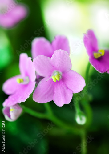 Pink Violet