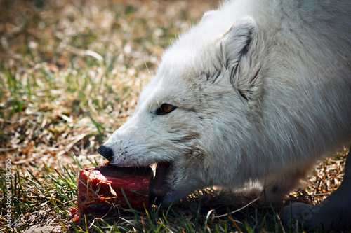 Arctic fox enjoying a meal © Lightleak Films