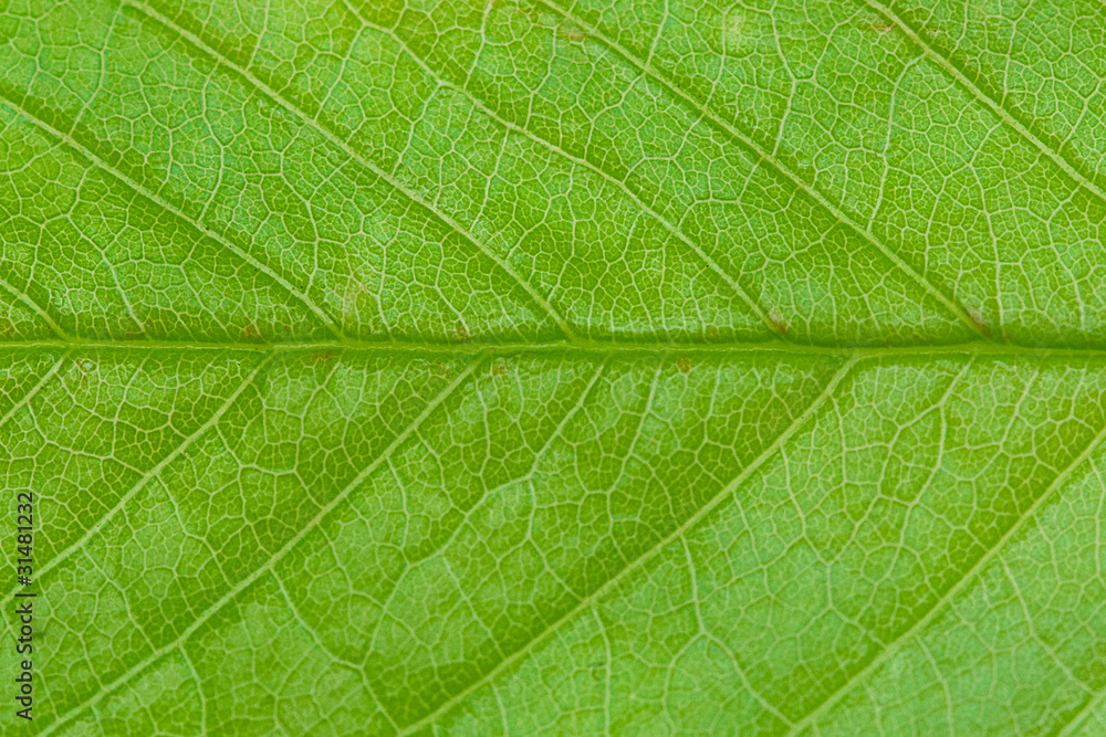 close-up of green leaf tree close-up of green leaf tree