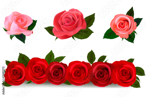 Big set of a beautiful colored roses. Vector illustration.