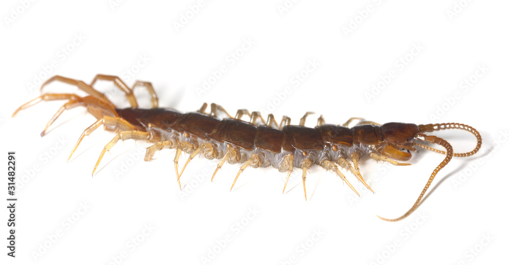 Centipede isolated on white background, extreme close up