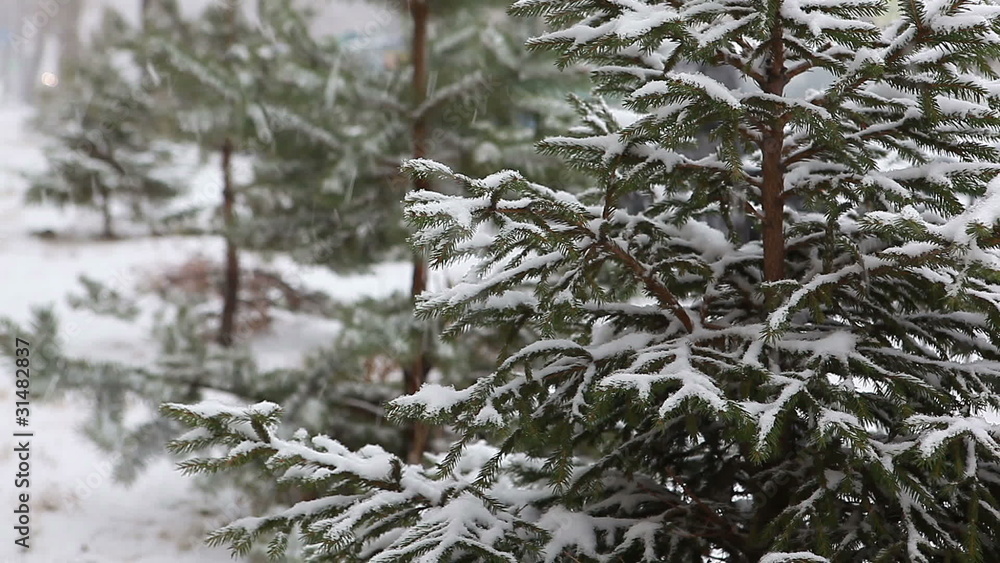 Fir-tree in the forest during winter Fir-tree in the forest during winter