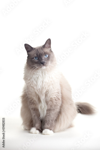 Fototapeta Naklejka Na Ścianę i Meble -  Cats series - ragdoll