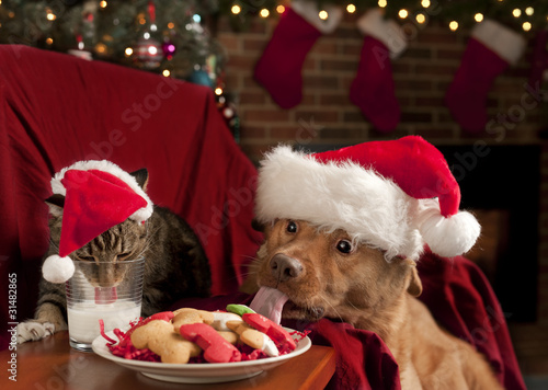 Cat and Dog devouring Santa's cookies and milk