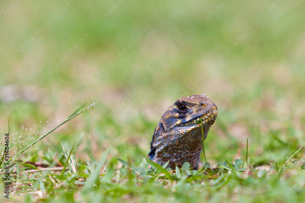 Obraz premium Lizard reptile in his hole