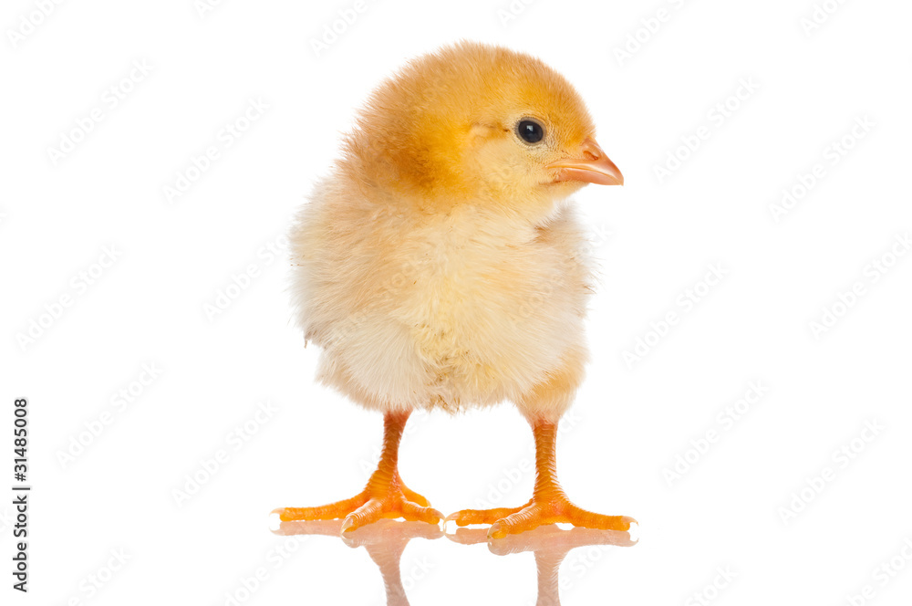 Cute little baby chicken against white background