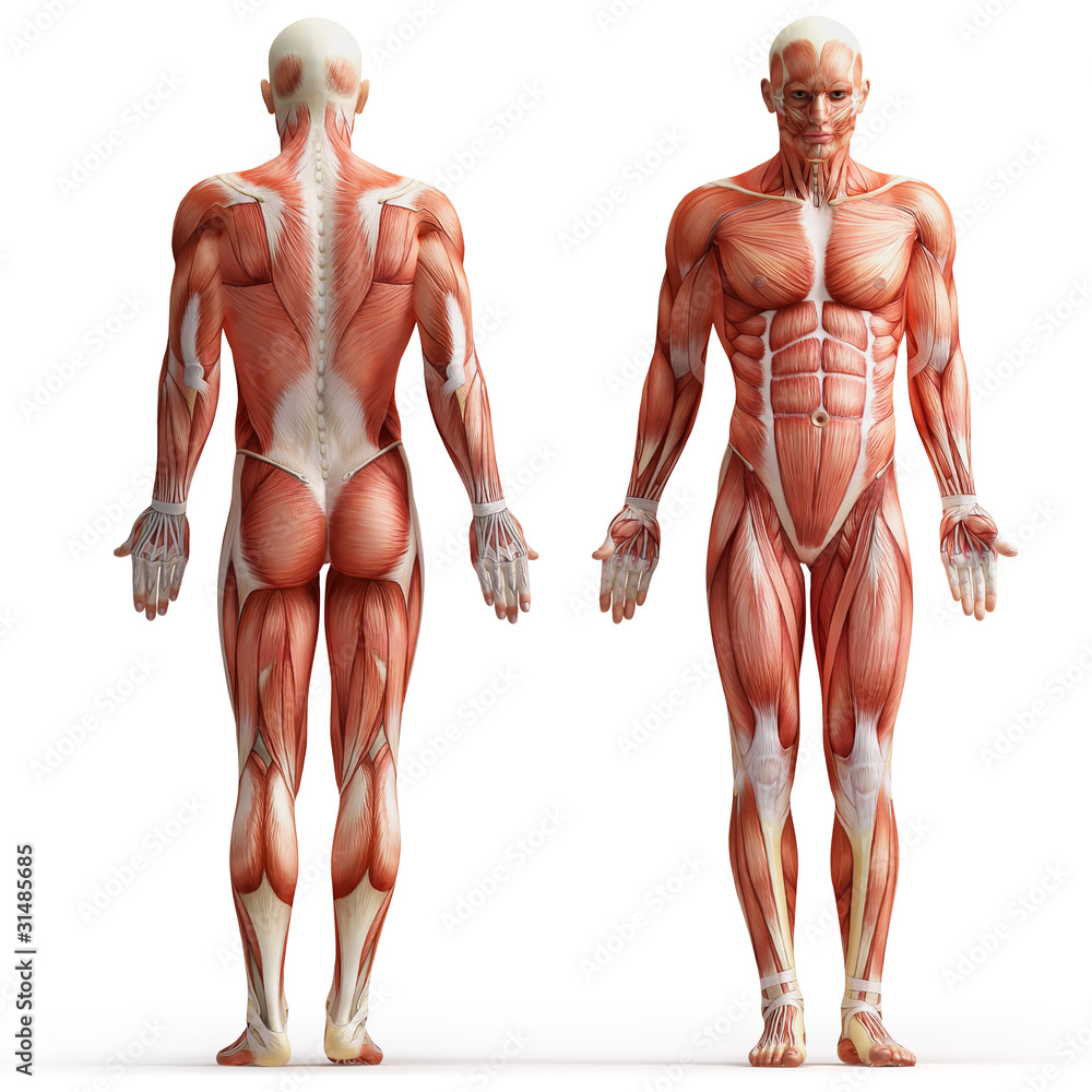 anatomy, muscles - obrazy, fototapety, plakaty 
