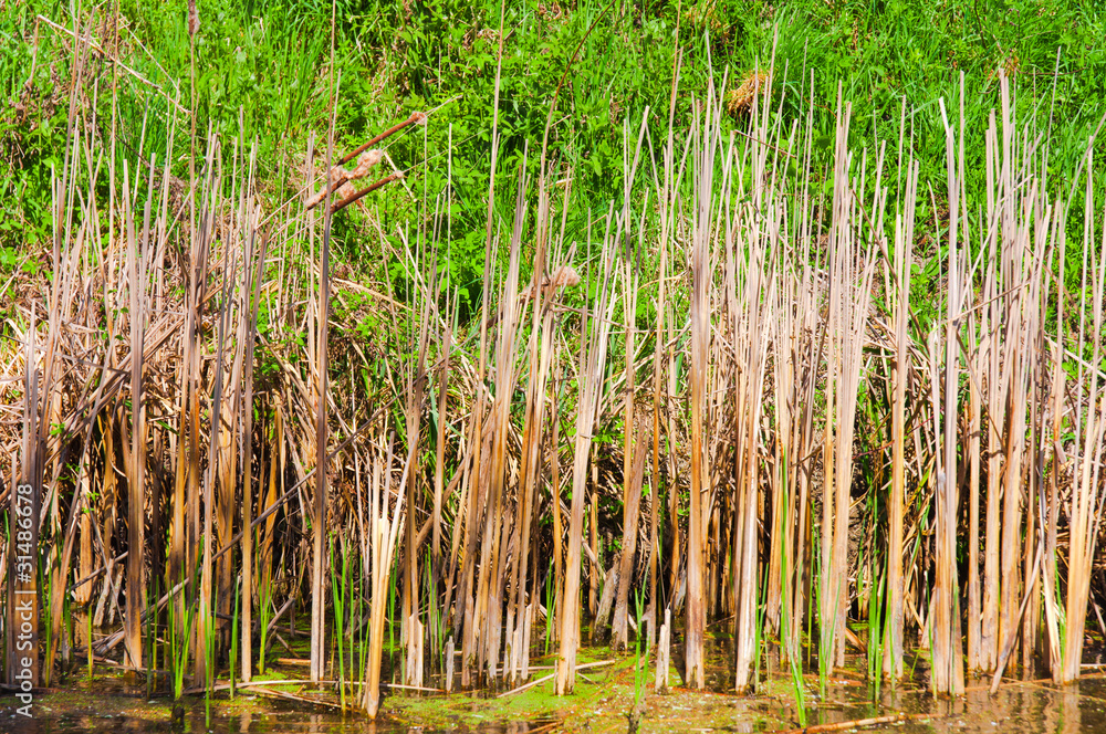 Bamboo in swamp Bamboo in swamp