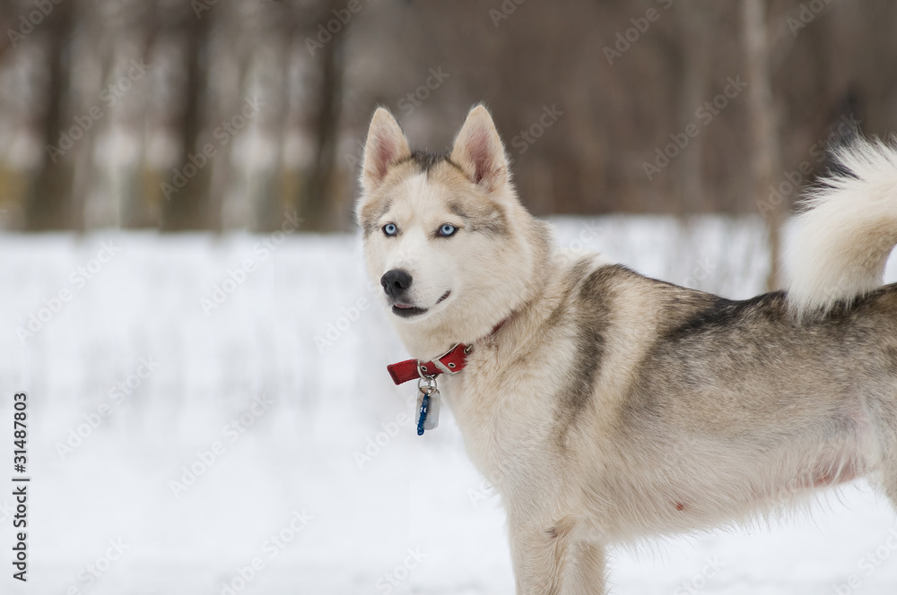 Siberian Husky puppy