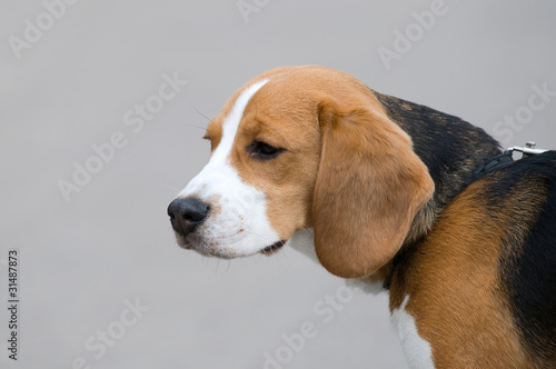 Beagle. A portrait of a puppy