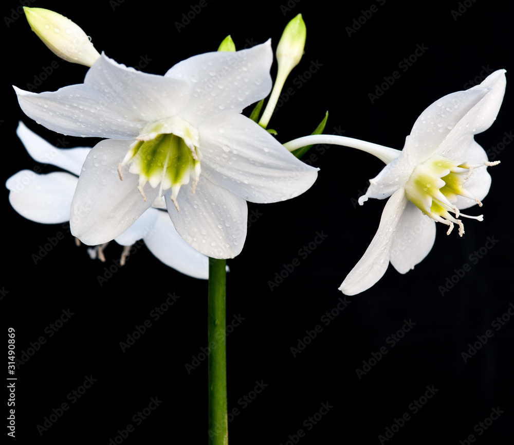 Fototapeta premium lys de la vierge sur fond noir