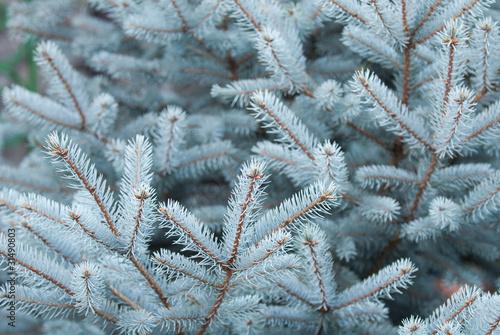 Fotografie blue fir-tree