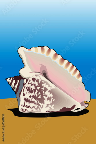 Conch