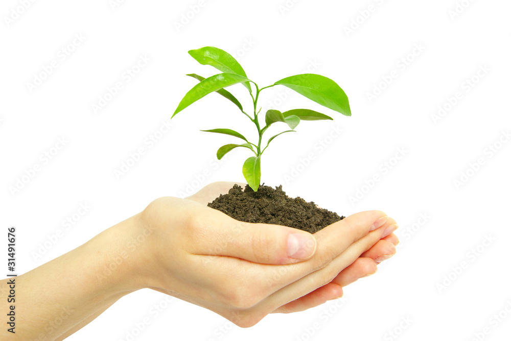plant in hands plant in hands