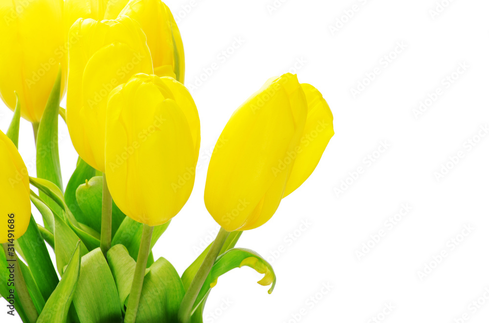 Obraz premium yellow tulips