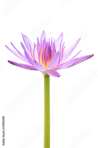 Purple Water Lily Isolated