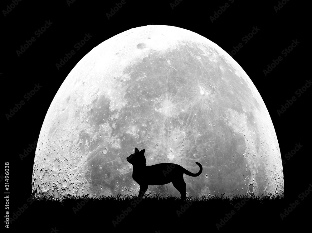 猫と満月 Stock イラスト Adobe Stock 猫と満月 Stock イラスト Adobe Stock