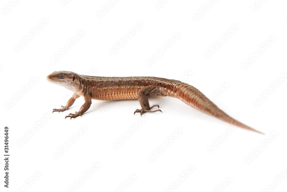 Naklejka premium Llizard