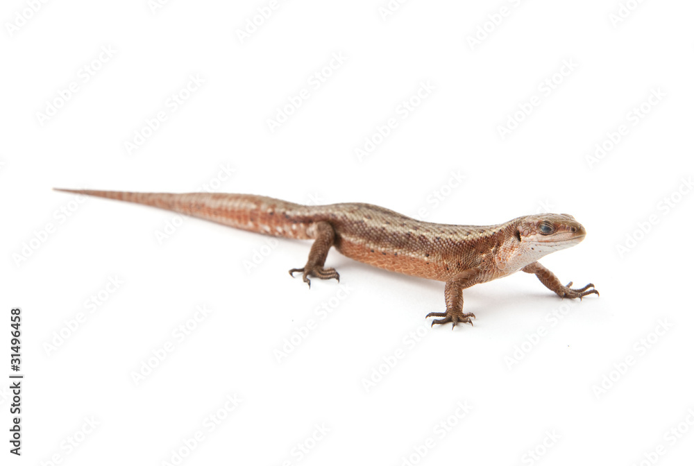 Llizard Llizard