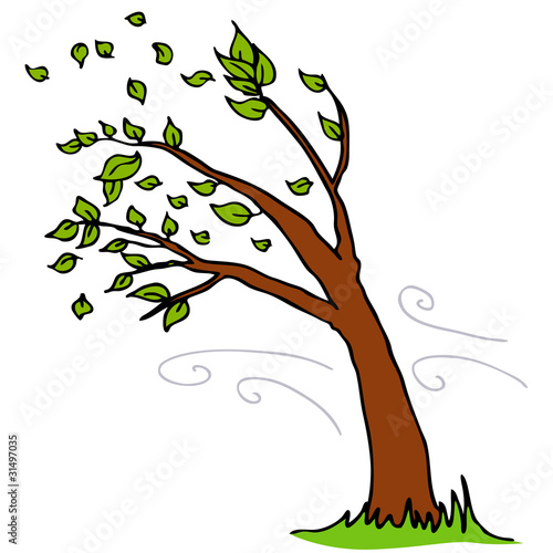 Wind Blowing Leaves Off Tree