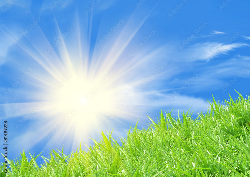 Fresh wheat grass with dew drops against blue sky Fresh wheat grass with dew drops against blue sky