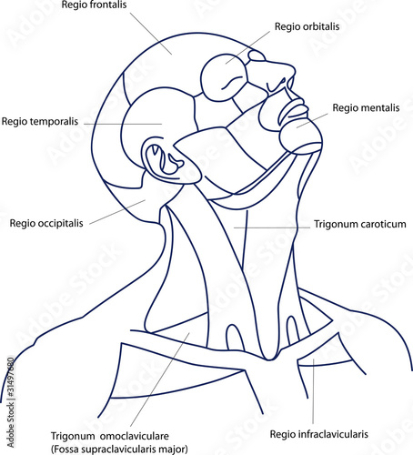 The areas of the human head and neck