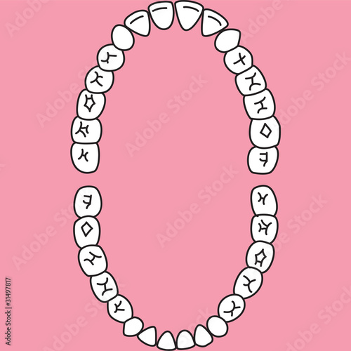 Second teeth1