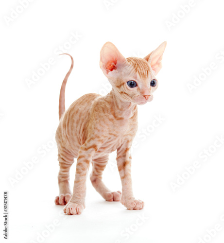 Funny hairless sphynx tabby kitten isolated