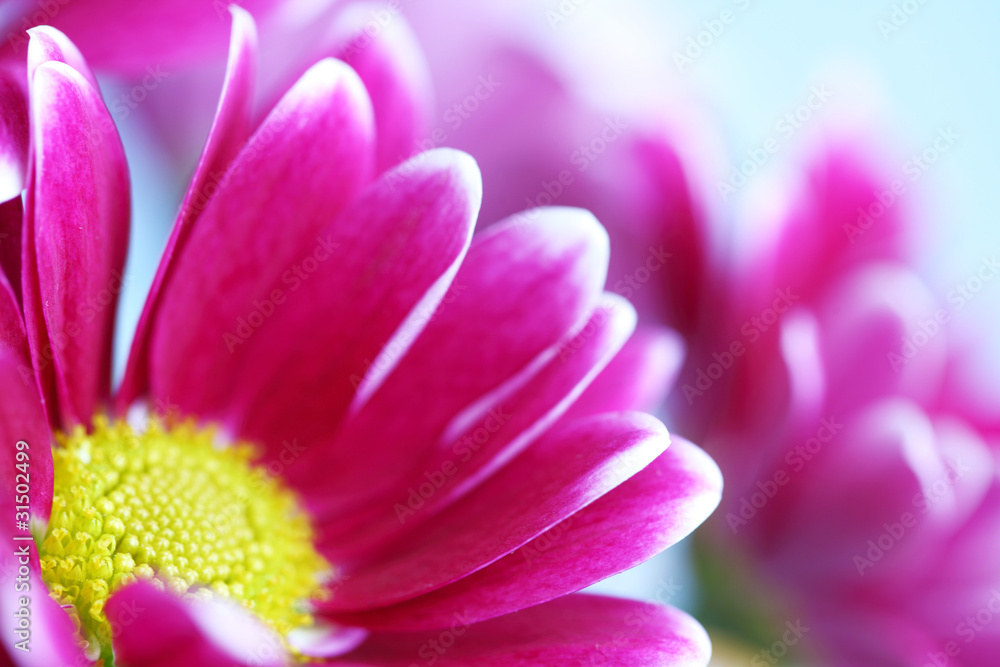pink chrysanthemum