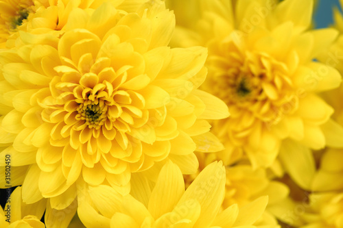 yellow chrysanthemum © yellowj