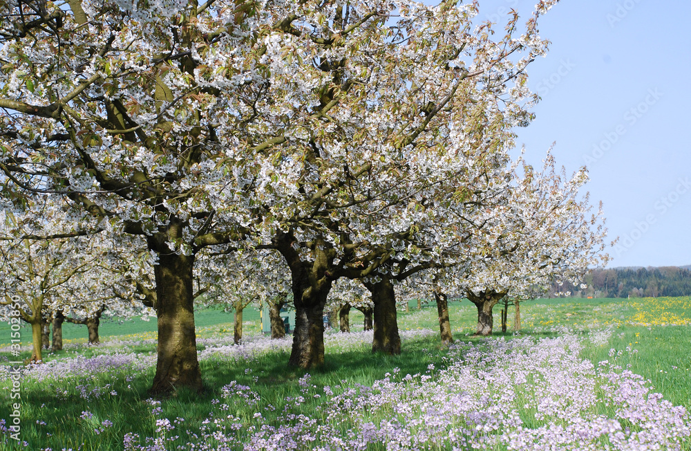 Fototapeta premium cherry orchard in full bloom