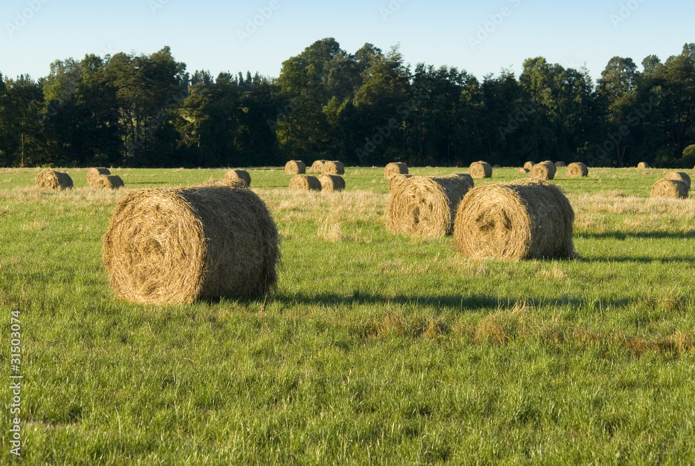 grass bundles