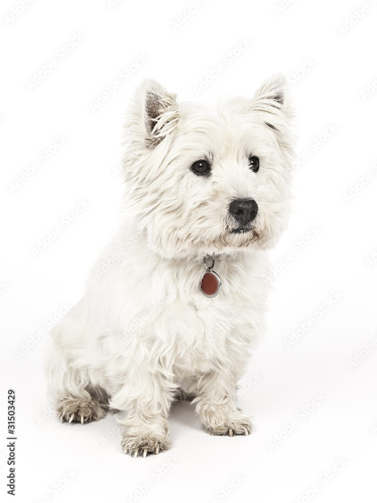 white Terrier white Terrier