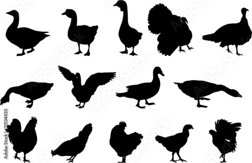 Photo poultry silhouettes