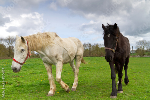 Irish horses on idyllic grassy meadow