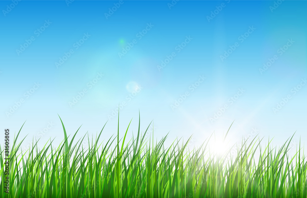 Nature green background, grass sun and blue sky.
