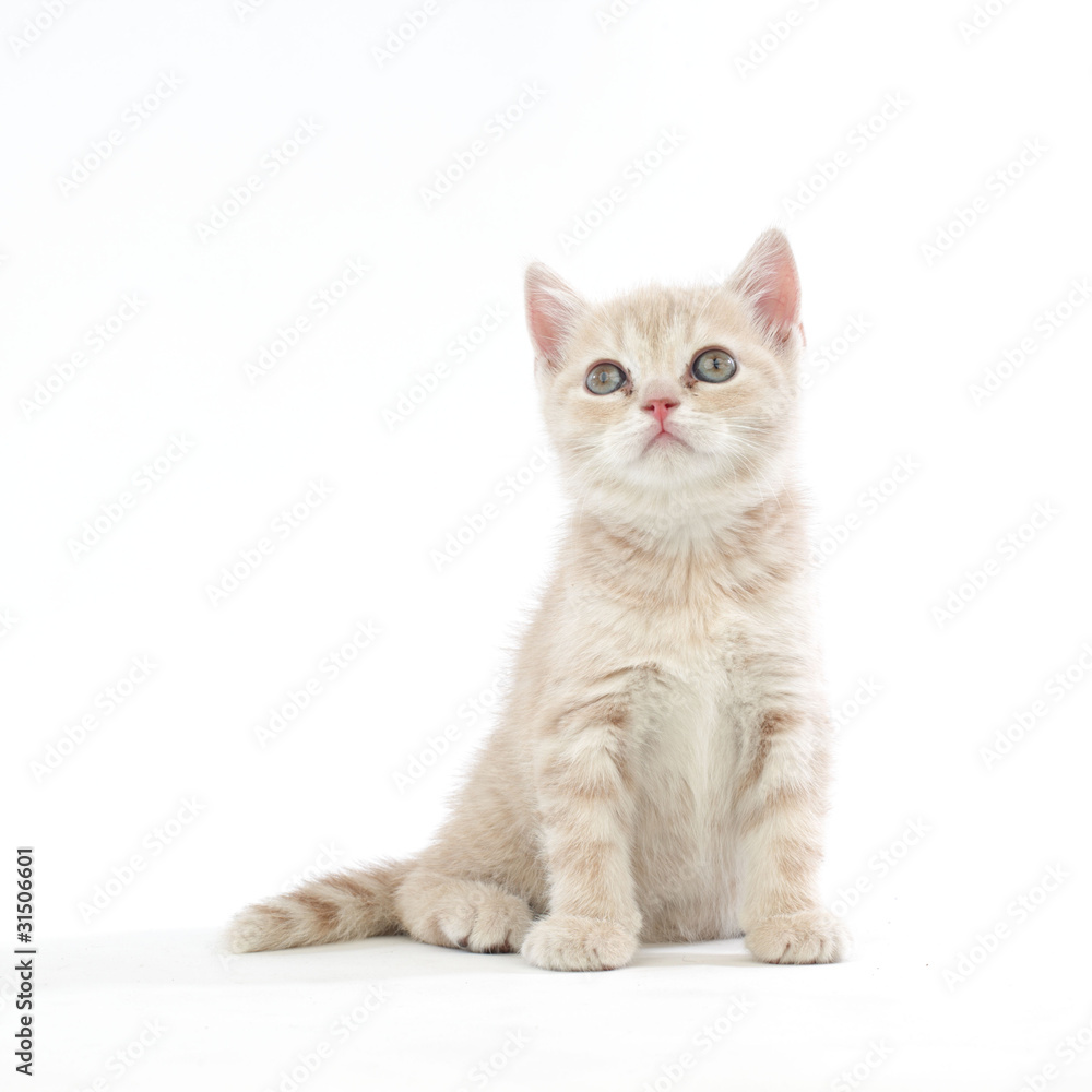 isolated cat isolated cat